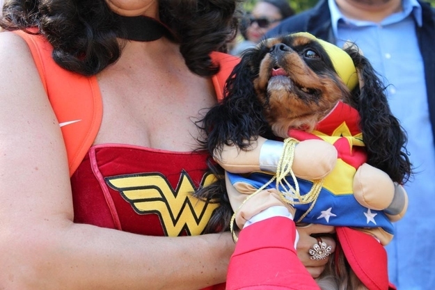 Cutest Puppy Costumes