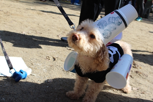 Cutest Puppy Costumes