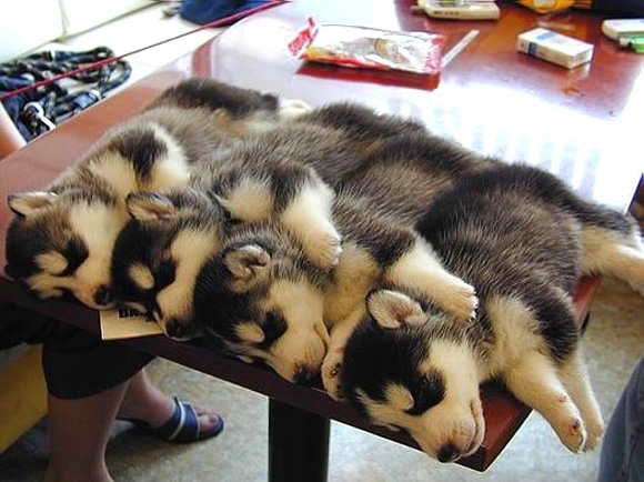 Puppies that will get you laid.