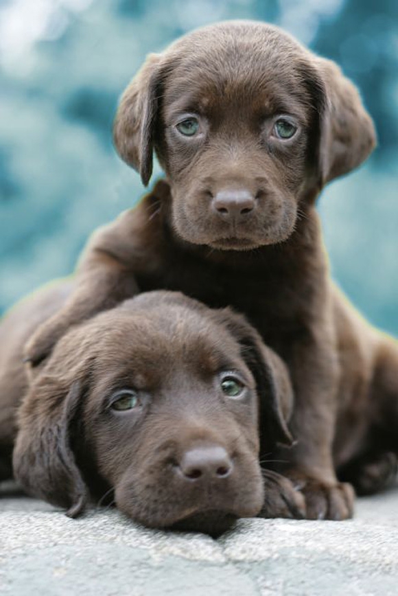 Puppies that will get you laid.