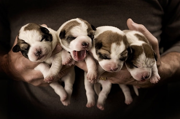 Puppies that will get you laid.