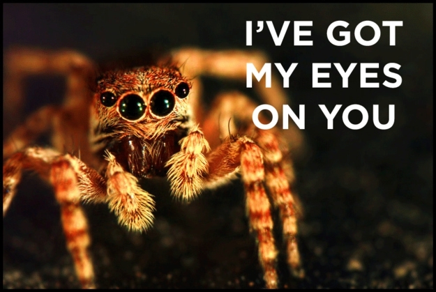 According to legend, if you see a spider on Halloween, it's actually the spirit of a loved one watching over you.