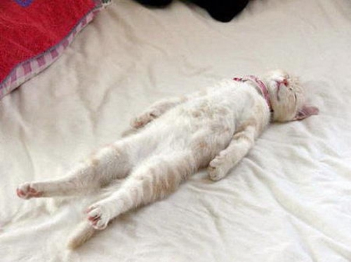 The Most Awkward Cat Sleeping Positions