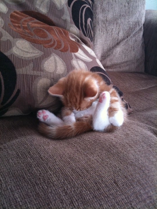 The Most Awkward Cat Sleeping Positions