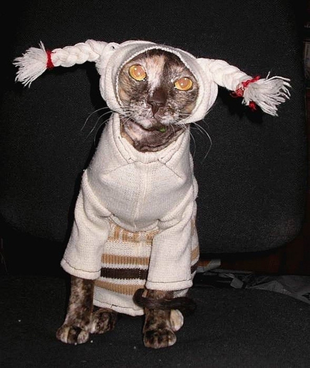 Animals Who Are Already Prepared For Halloween