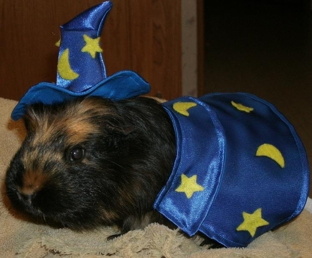 Animals Who Are Already Prepared For Halloween