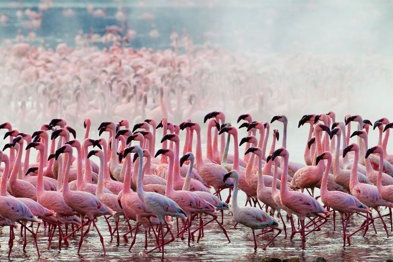 Lake of Million Pink Flamingos