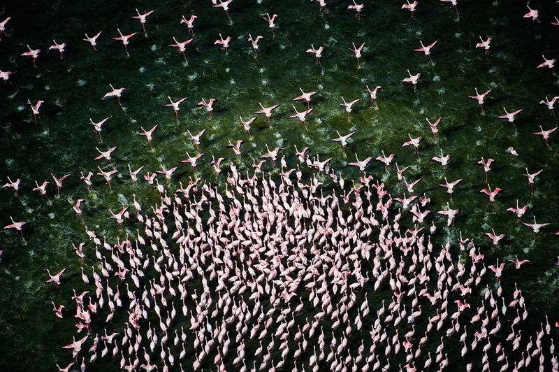 Lake of Million Pink Flamingos