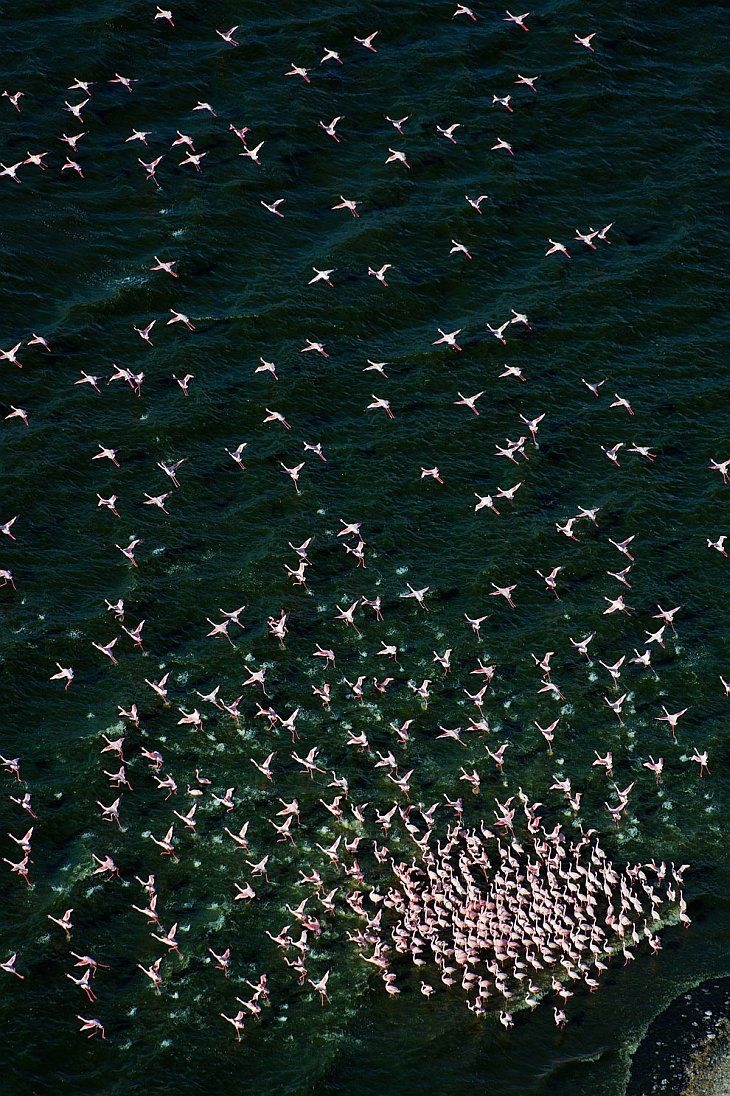 Lake of Million Pink Flamingos