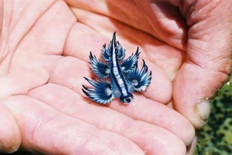 Blue Angel (Glaucus atlanticus)