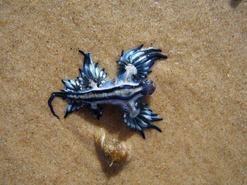 Blue Angel (Glaucus atlanticus)