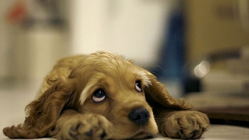 World's Saddest Pups