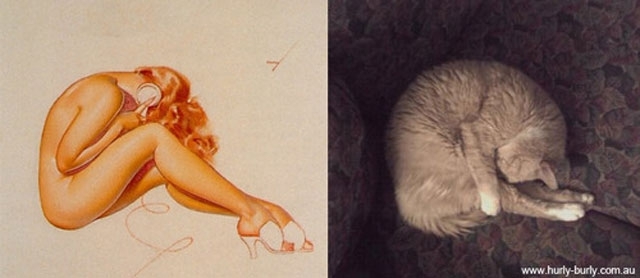 Pin-up Cats