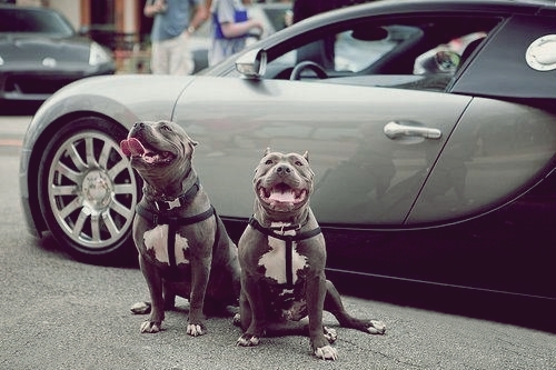 October is Pitbull Awareness Month