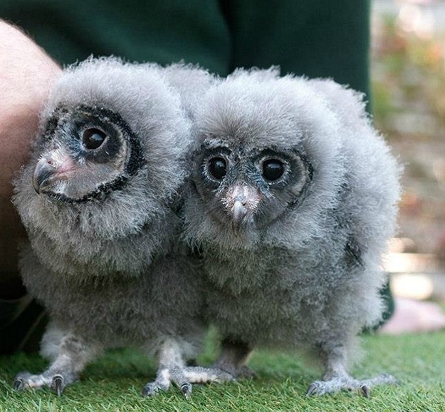 Sooty Owl Chicks Are Way Too Fluffy and Tiny To Actually Exist
