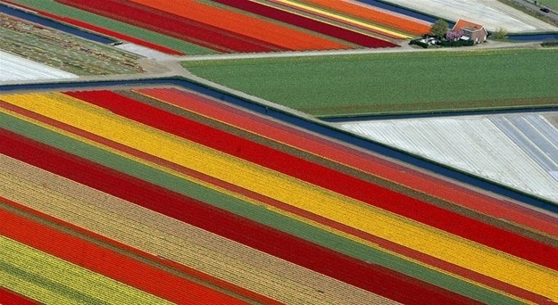 Tulip fields - Lisse, Netherlands