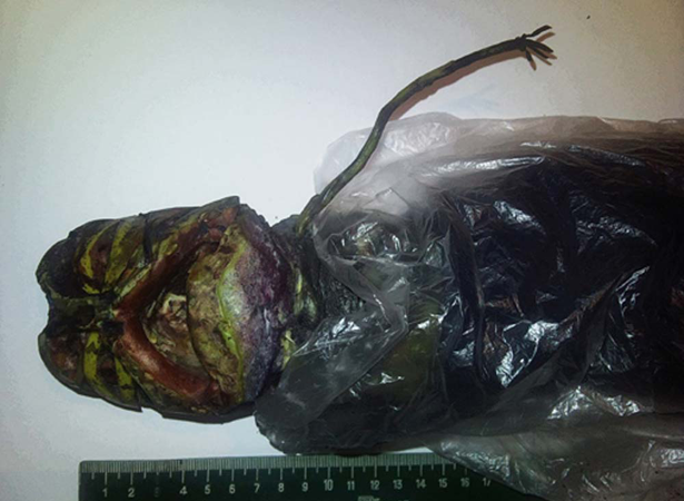 Alien found dead in Russian freezer!!! OMFG!