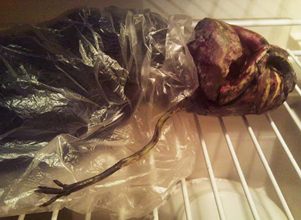 Alien found dead in Russian freezer!!! OMFG!
