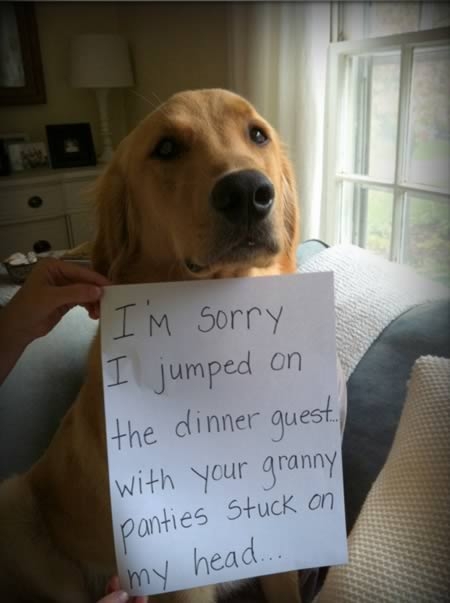 Hilarious Dogshaming Signs