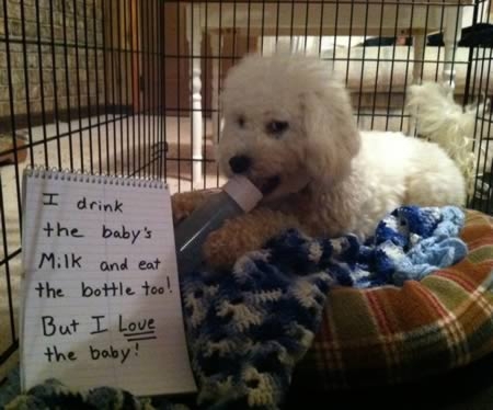 Hilarious Dogshaming Signs