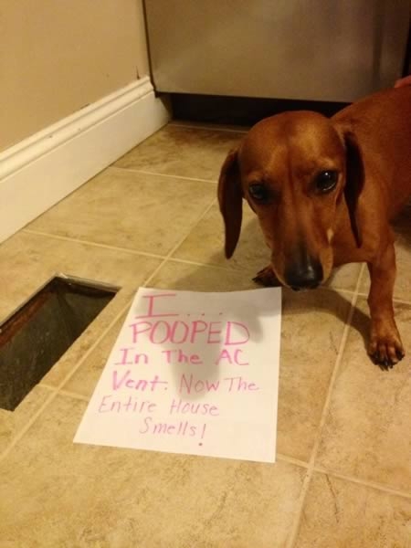 Hilarious Dogshaming Signs