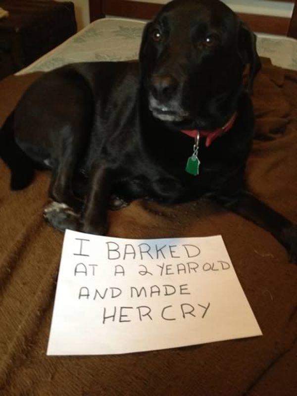 Hilarious Dogshaming Signs