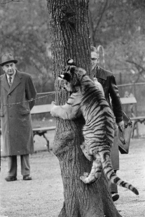 Old photos of zoo animals