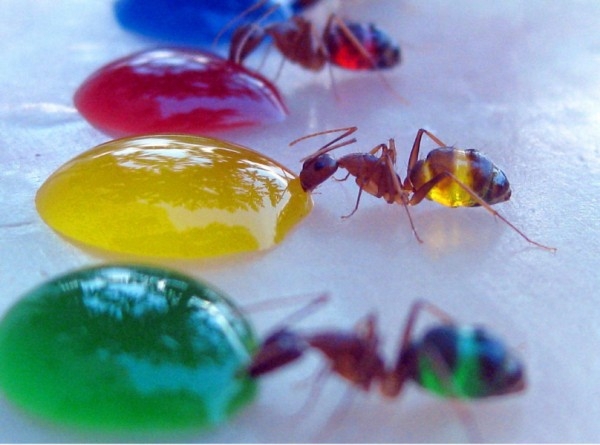 Colorful Ants