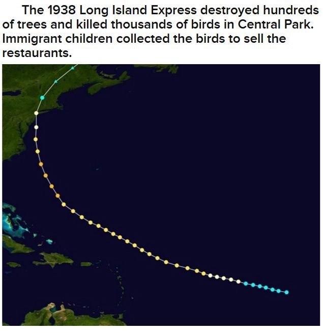 NYC And Hurricanes 