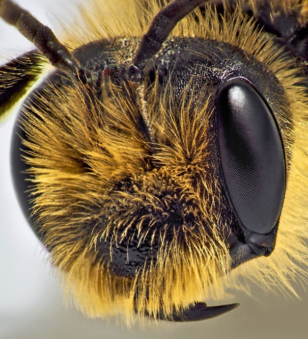 Macro photography: Eyes