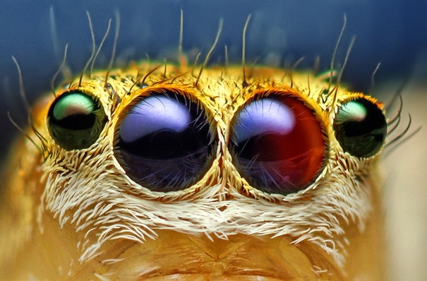 Macro photography: Eyes