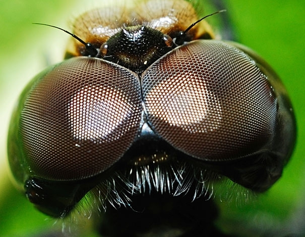 Macro photography: Eyes