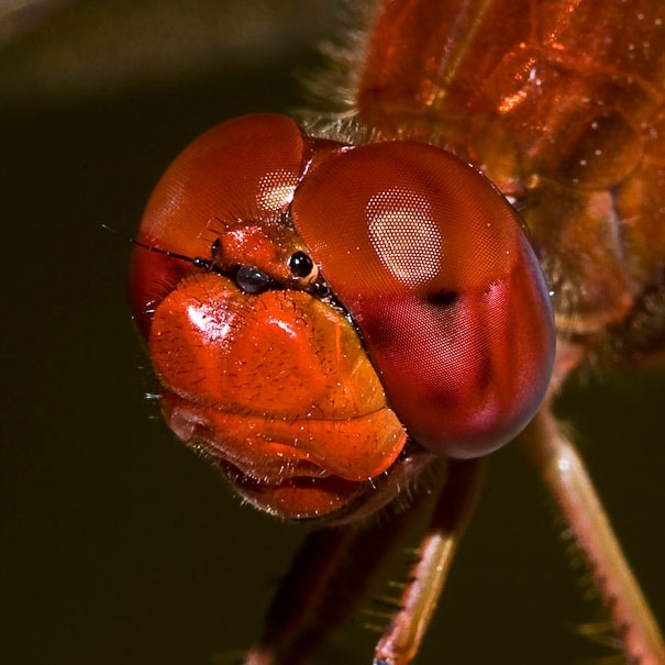 Macro photography: Eyes