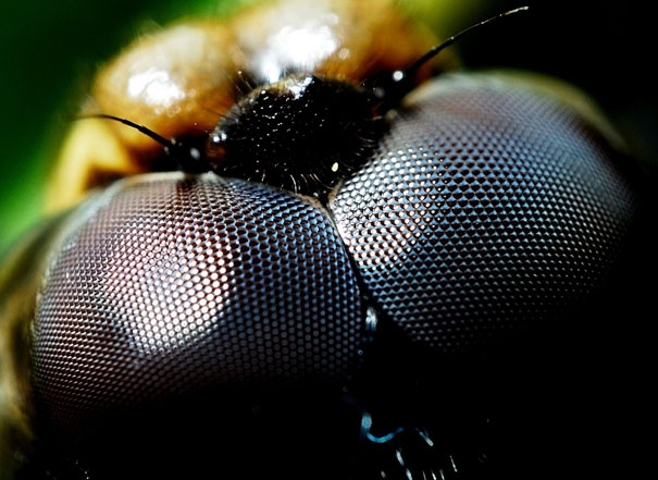 Macro photography: Eyes