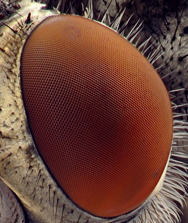 Up so close: Can you tell what these are?