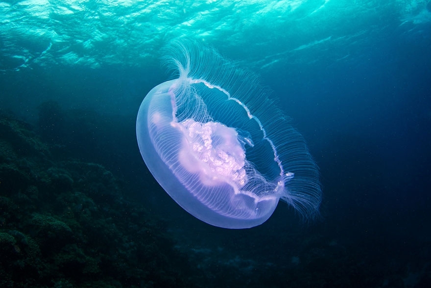 Amazing Jellyfish Photos by Alexander Semenov
