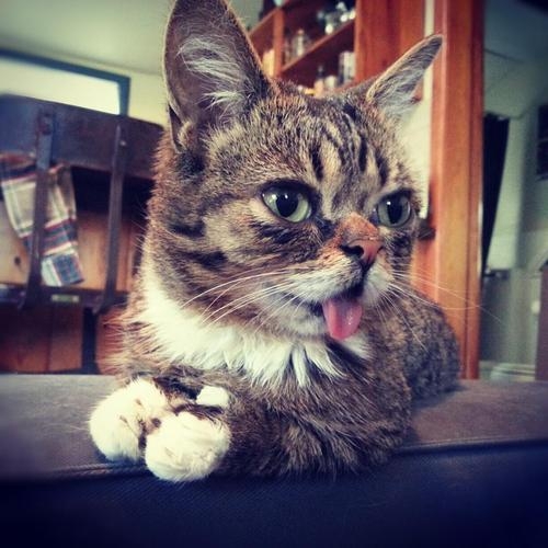 Lil BUB May Very Well Be the Cutest Thing on the Internet