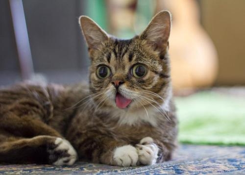 Lil BUB May Very Well Be the Cutest Thing on the Internet