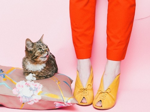 Lil BUB May Very Well Be the Cutest Thing on the Internet