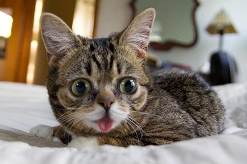 Lil BUB May Very Well Be the Cutest Thing on the Internet