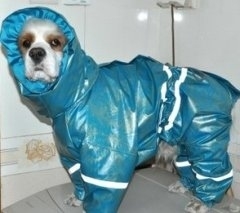 These Pups are Frankenstorm Ready!