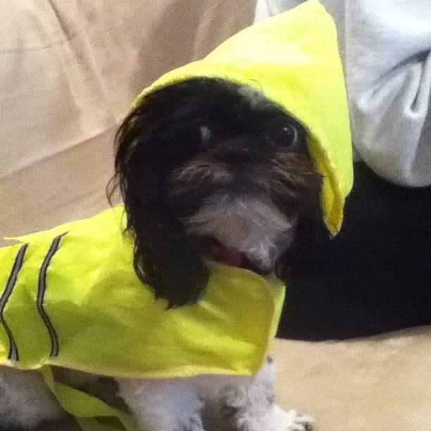 These Pups are Frankenstorm Ready!