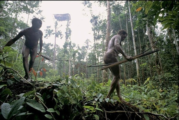 Tree Houses of the Korowai Tribe of New Guinea 