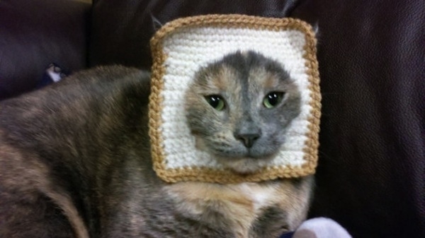 Inbread Cat