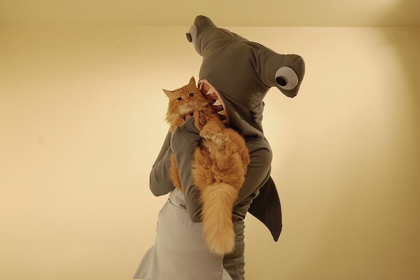 Disinterested Cat Being Eaten By A Hammerhead Shark