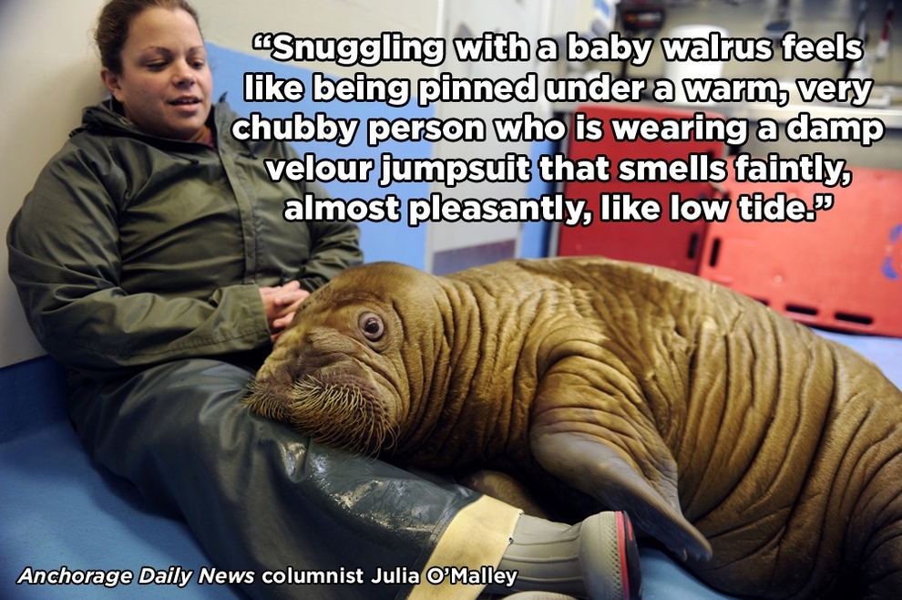 What It's Like To Snuggle With A Baby Walrus