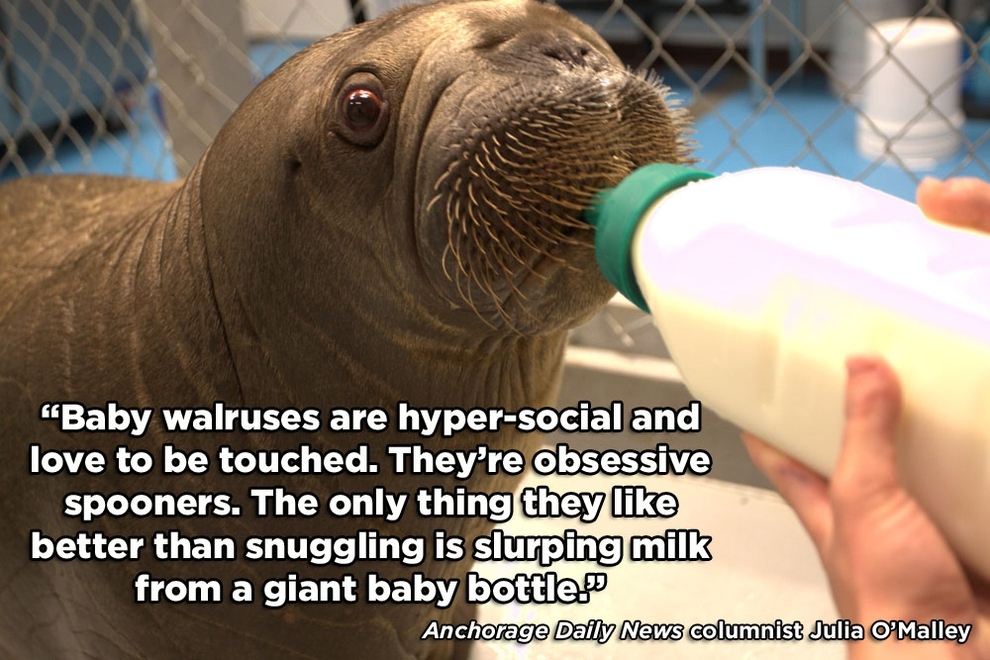 What It's Like To Snuggle With A Baby Walrus