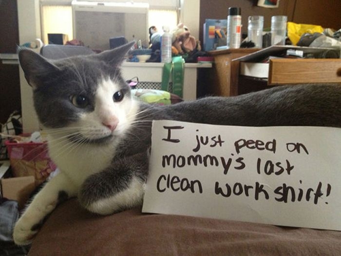 Cat Shaming Signs