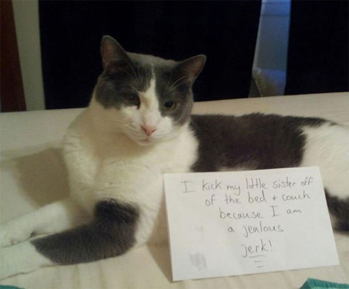 Cat Shaming Signs