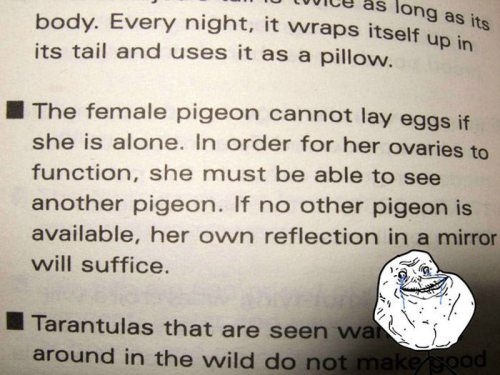 Funny Forever Alone Photos